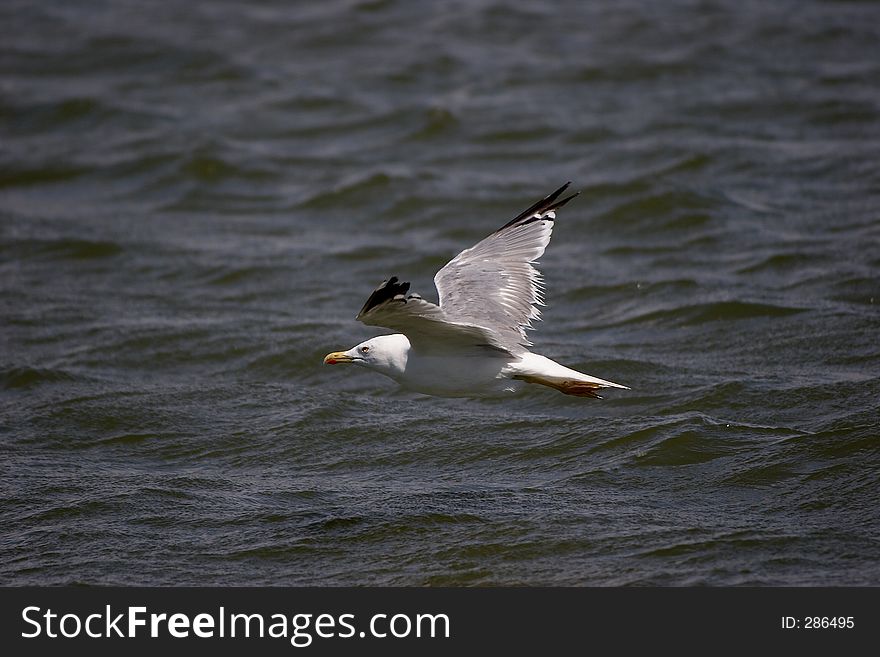 Gull in flight. Gull in flight