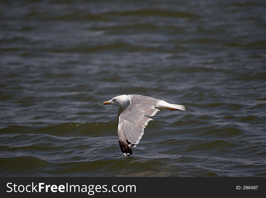 Gull in flight. Gull in flight