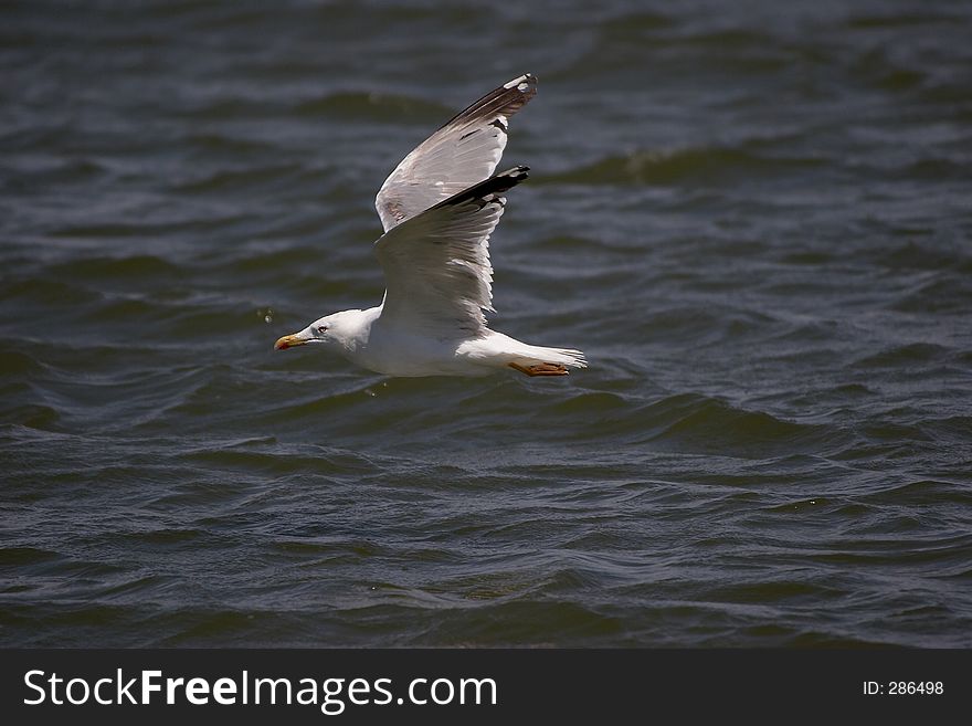 Gull in flight. Gull in flight