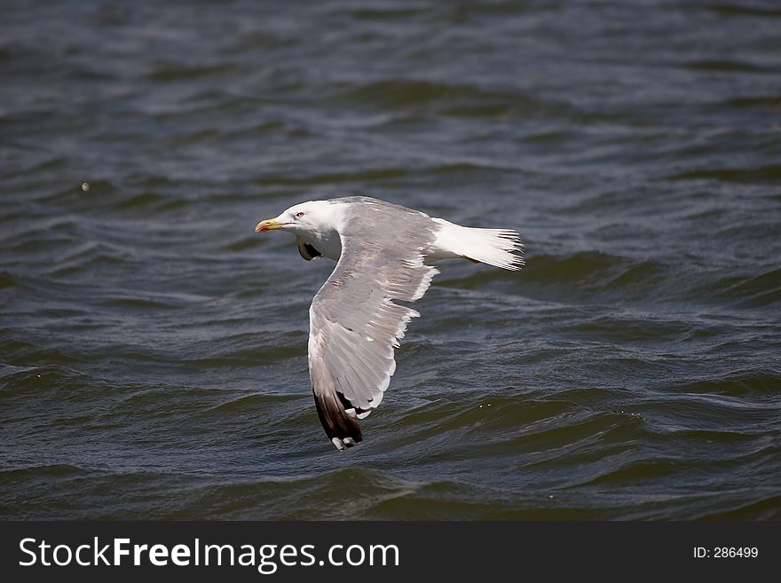 Gull in flight. Gull in flight