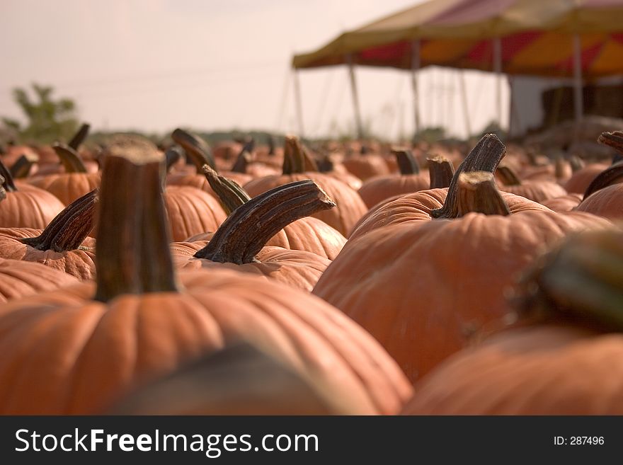 A bunch of pumpkins for sale to be used as fall decorations. A bunch of pumpkins for sale to be used as fall decorations