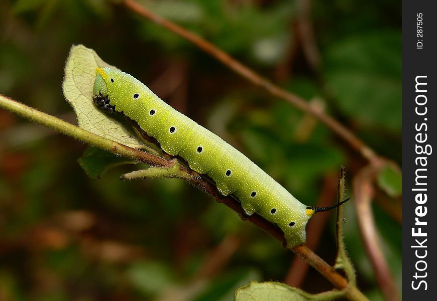 Horned Caterpillar