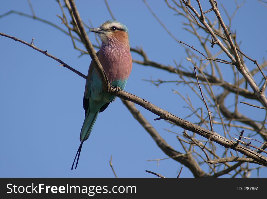 Lilac breasted roller in the Kruger National Park, South Africa. Lilac breasted roller in the Kruger National Park, South Africa