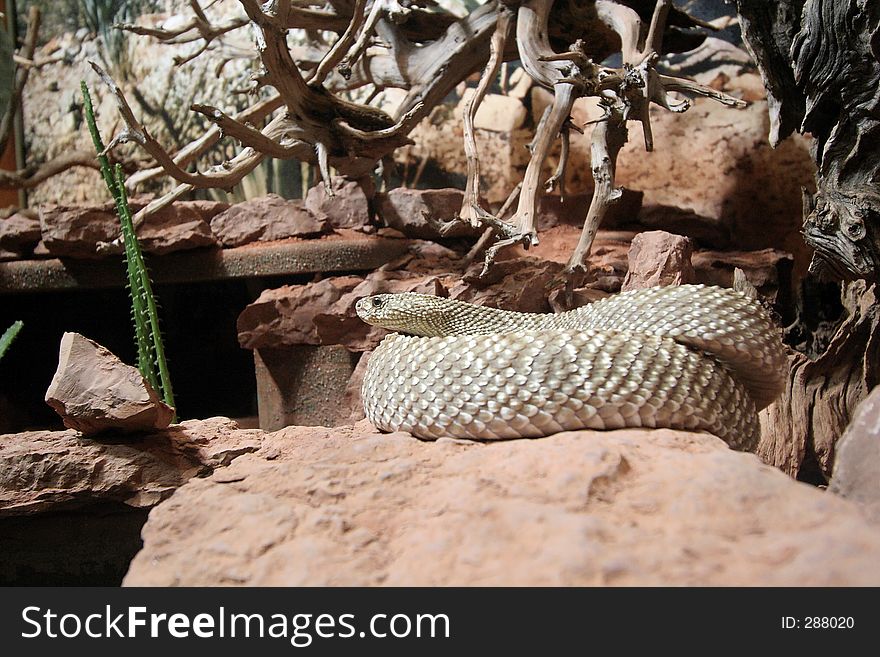 Snake in captivity