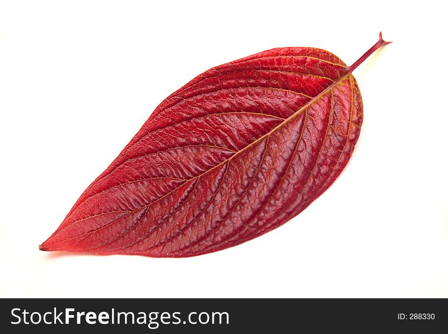 Red leaf. Red leaf