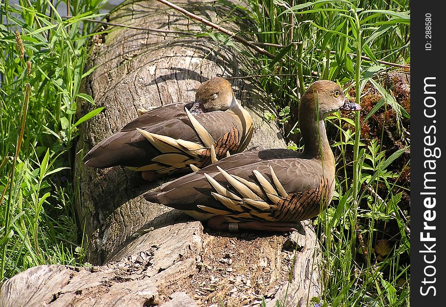 A pair of geese in a zoo