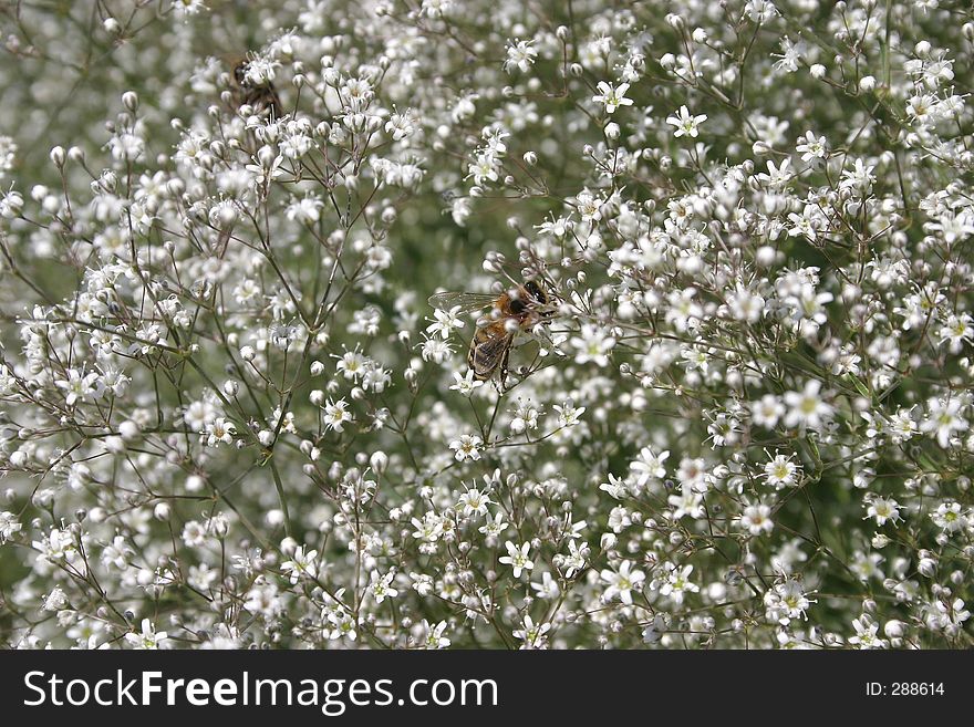 Bee flying over white small flowers. Bee flying over white small flowers