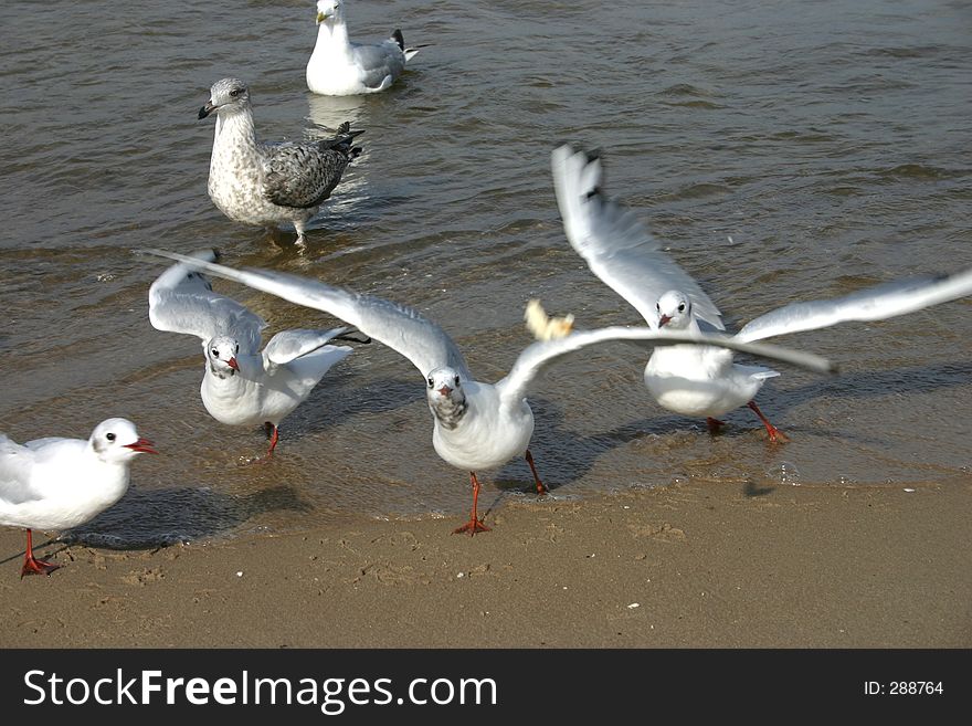 Flock of seagulls are rushing towards a thrown piece of bread, because of the shutter speed used (1/400s) the piece of bread is still in the air