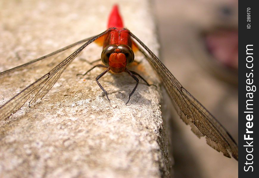 A close up on a red dragonfly