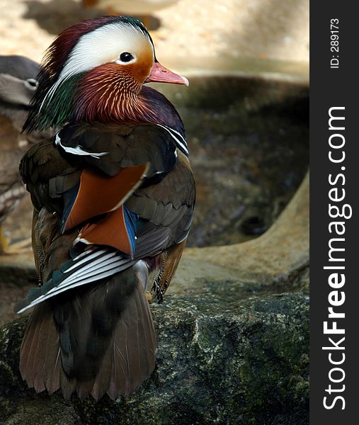 Mandarin Duck