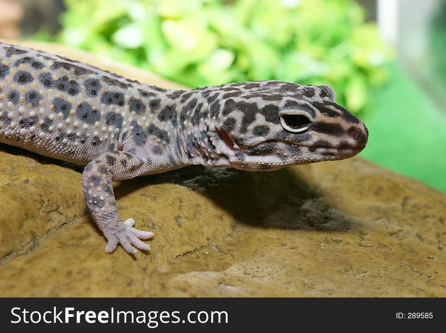 Lizard having a tan