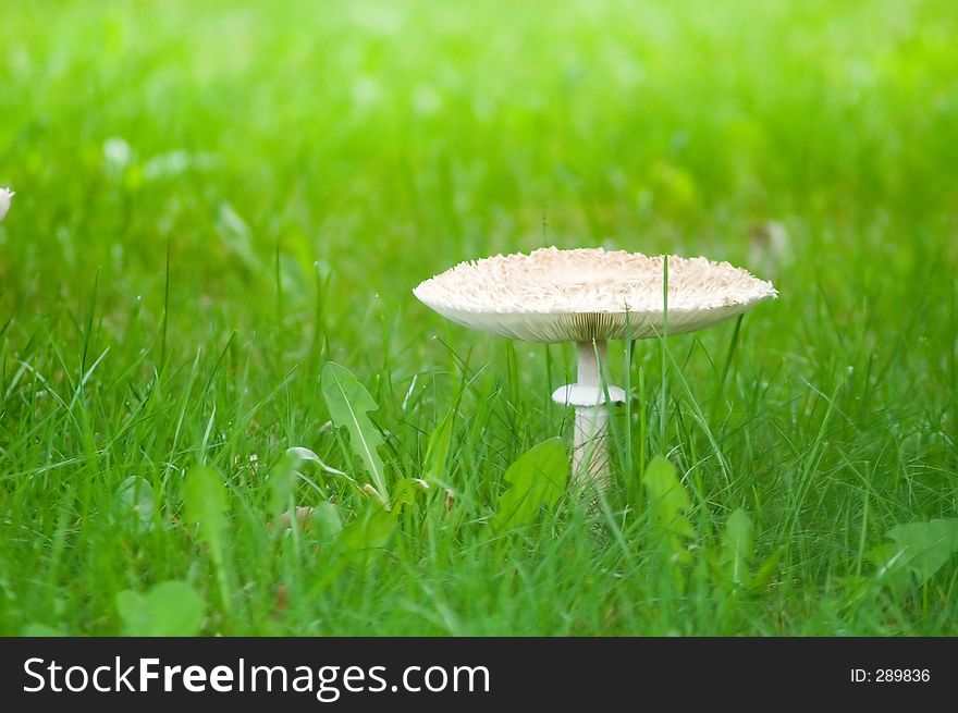 A large mushroom growing to maturity with it's cap fully extended. A large mushroom growing to maturity with it's cap fully extended