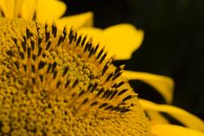 Sunflower Close-up Stock Image