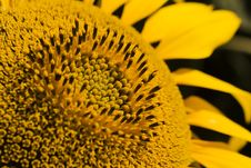 Sunflower-close-up Stock Photos Sunflower-close-up Stock Photos