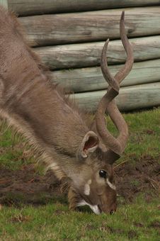 Greater Kudu Stock Photo Greater Kudu Stock Photo