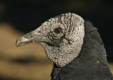 Portrait Of A Black Vulture Royalty Free Stock Photo