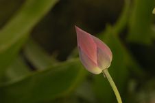 Lotus, Water Lilly Royalty Free Stock Photos Lotus, Water Lilly Royalty Free Stock Photos