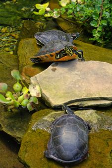 Three Turtles Royalty Free Stock Image Three Turtles Royalty Free Stock Image