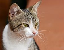 Portrait Of A Street Cat Royalty Free Stock Photos