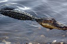 American Alligator Stock Photo American Alligator Stock Photo