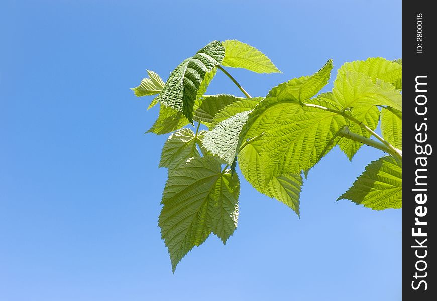 Juicy leaves of a young raspberry on a background of the blue sky. A background on a theme about summer.