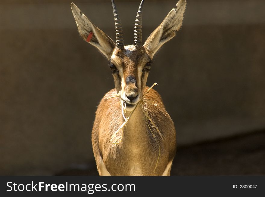 A baby  buck  portrait eating his food. A baby  buck  portrait eating his food