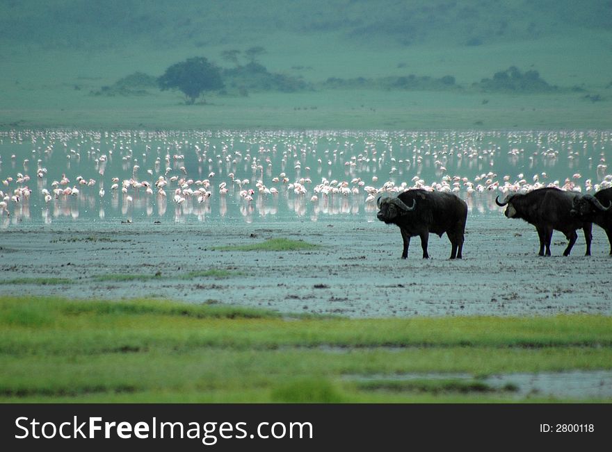 A group of african buffalos in the lake of Ngoro Ngoro Park, full of flamingos. A group of african buffalos in the lake of Ngoro Ngoro Park, full of flamingos