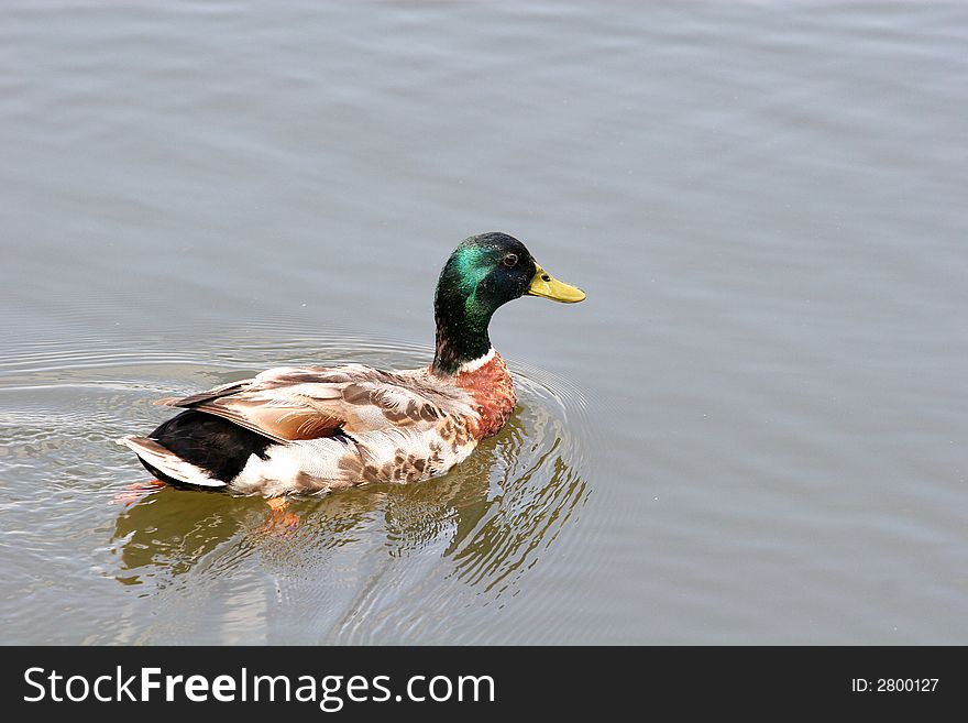 Mallard Swimming