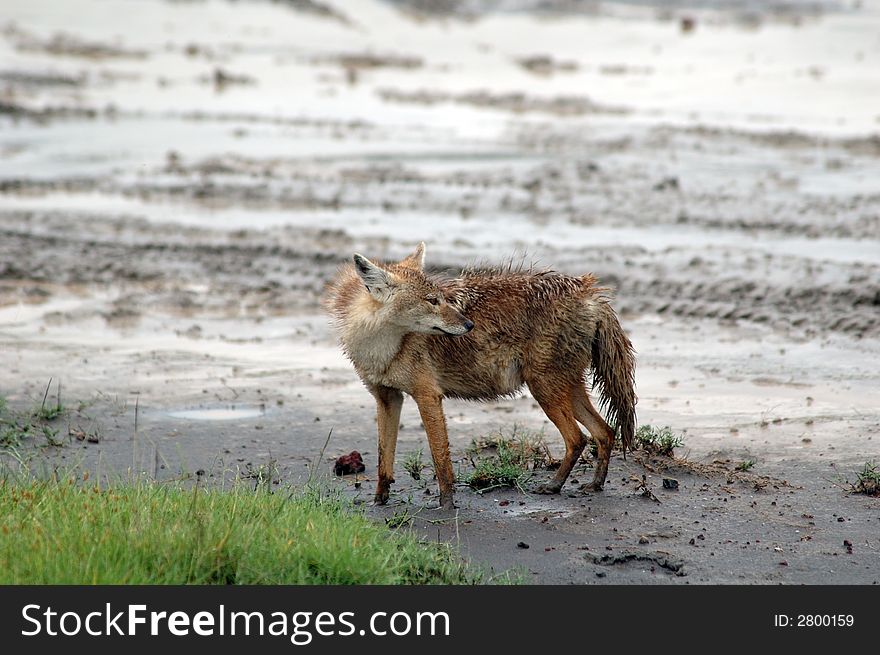 A jackal after the rain in Ngoro Ngoro, Tanzania