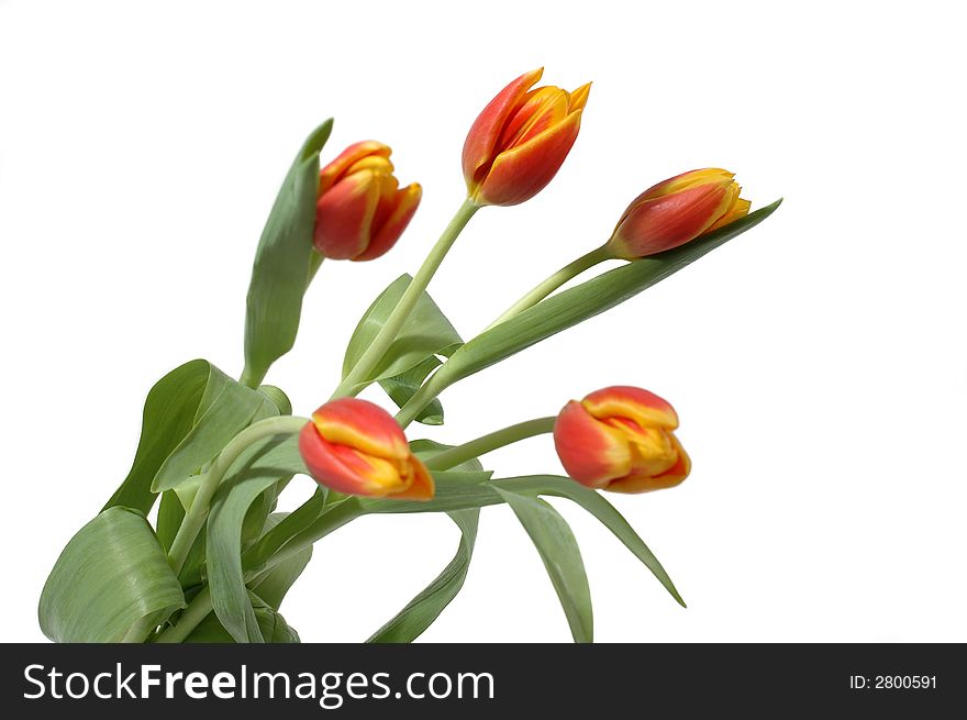 Red and yellow tulips isolated from background