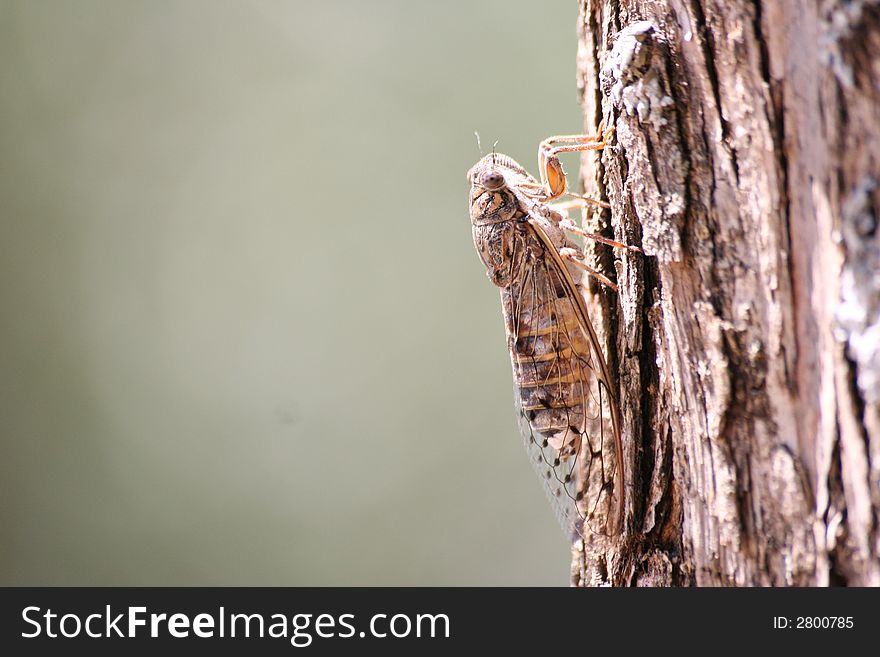 Detail on a cicada during summer time