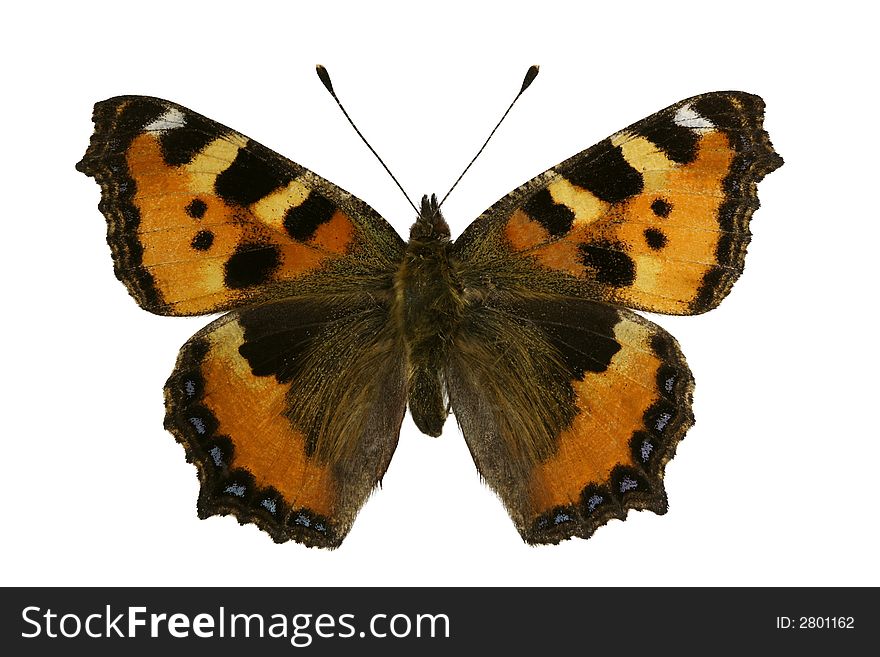 Aglais urticae (butterfly) on white