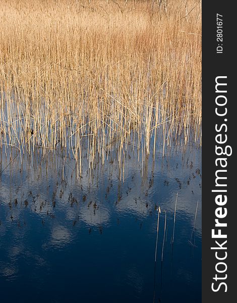 Sedge and blue sky reflection in lake. Sedge and blue sky reflection in lake