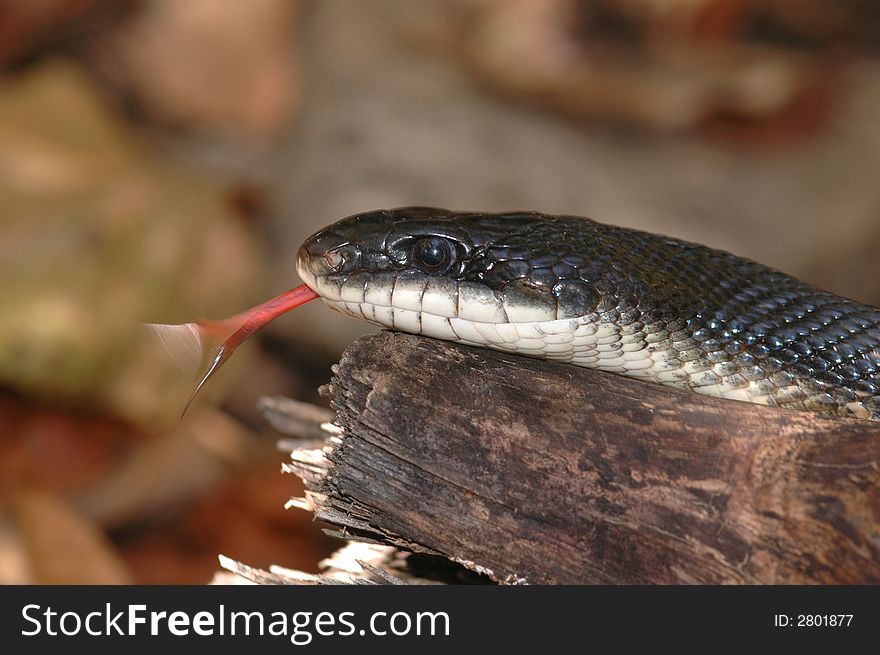 Portrait of a large black rat snake flicking it's tongue. Portrait of a large black rat snake flicking it's tongue.