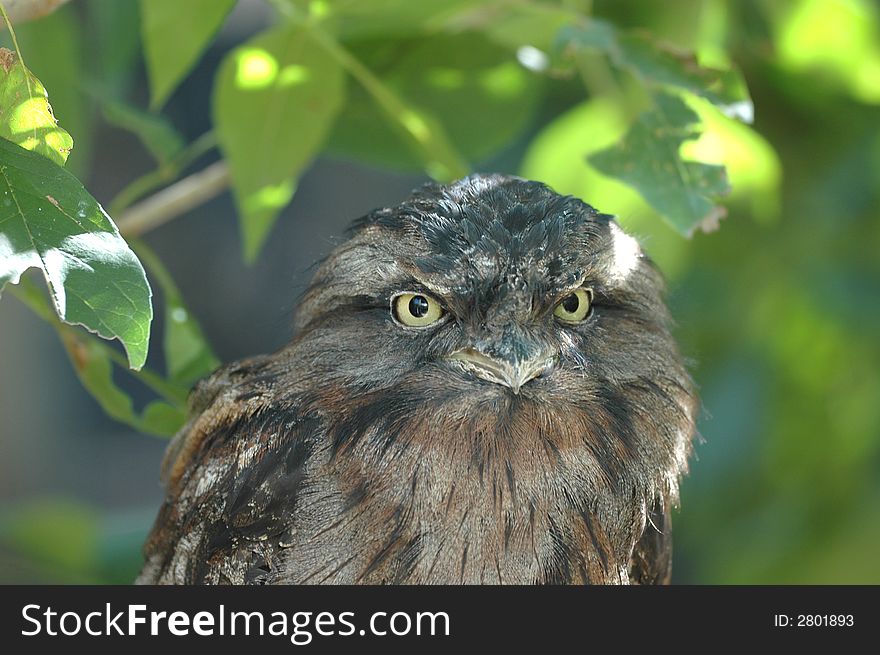 A tawny frogmouth from Australia seen during daylight. A tawny frogmouth from Australia seen during daylight.