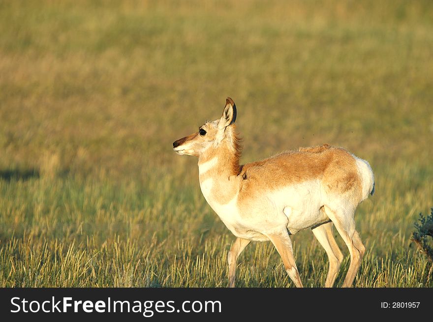 The pronghorn is the only surviving member of the family Antilocapridae. The pronghorn is the only surviving member of the family Antilocapridae.