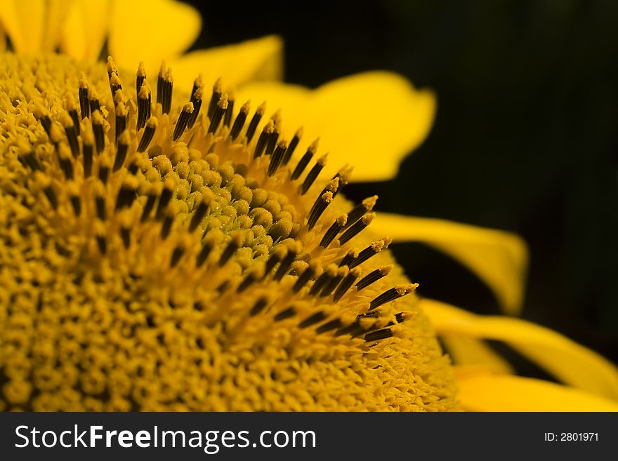 Sunflower close-up, macro details