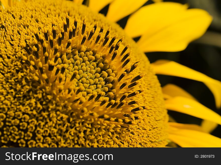 Sunflower-close-up, macro details