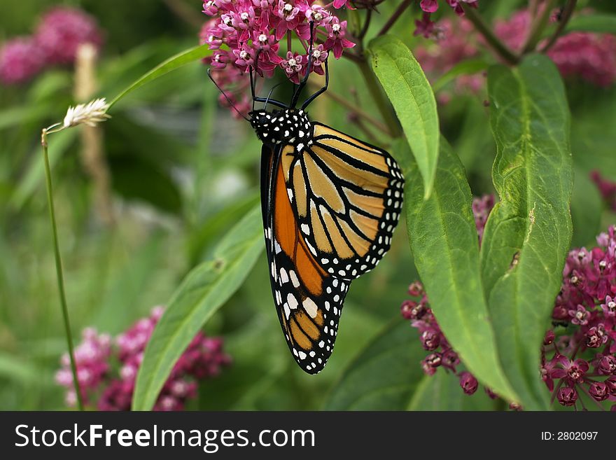 Monarch Butterfly resting upside down on a flower