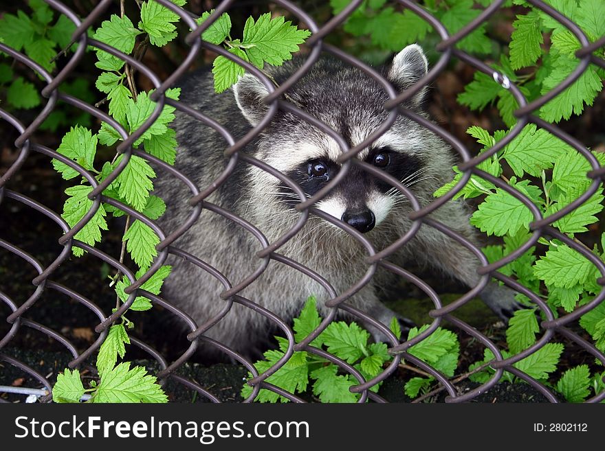 Medium size raccoon begging for food from behind a fence. Medium size raccoon begging for food from behind a fence