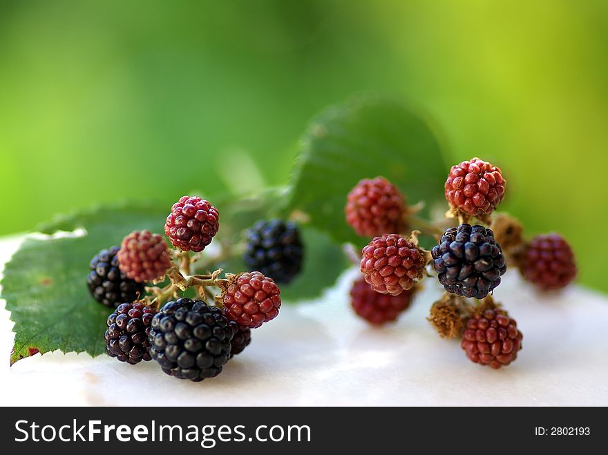 Wild blackberries  in the fields of the region alentejo, Portugal.