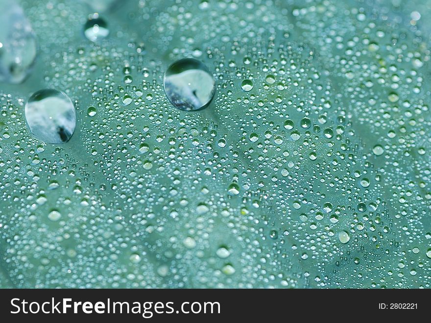 Drops of water on leaf