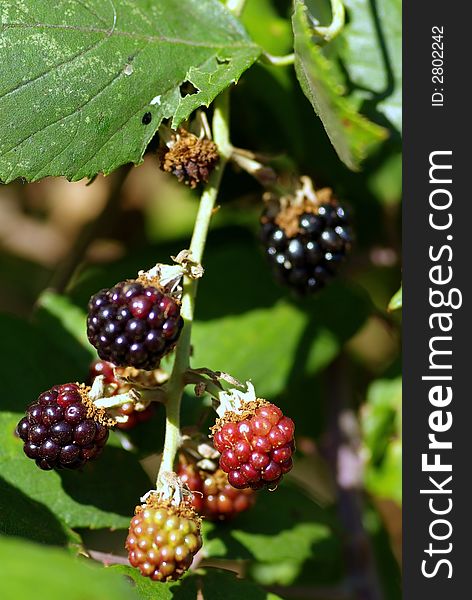 Wild blackberries  in the fields of the region alentejo, Portugal.