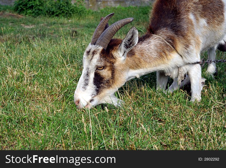 Kneel old goat eating fresh grass