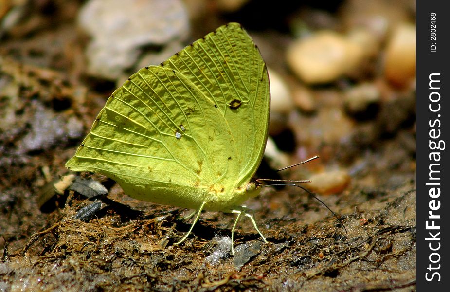 Yellow Butterfly