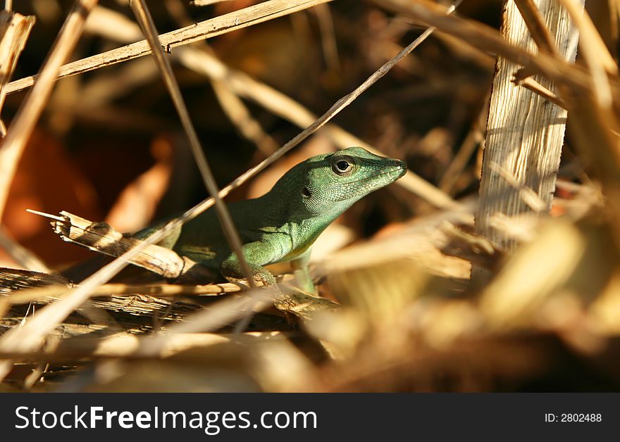 A closeup shot of a green lizard hiding out in some vegetation. A closeup shot of a green lizard hiding out in some vegetation.