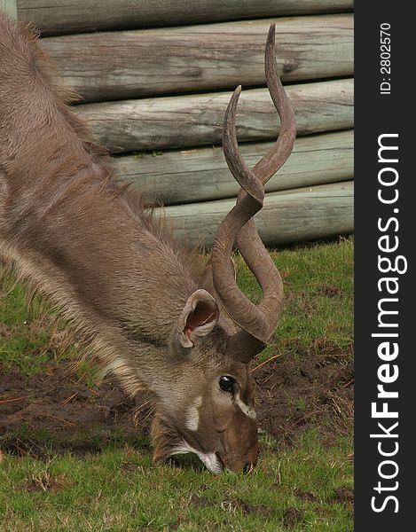 Headshot of a greater kudu antelope (Tragelaphus strepsiceros) while eating grass.