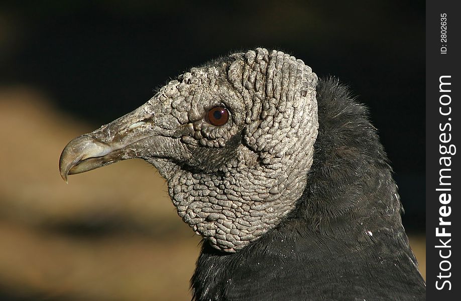 Portrait of a black vulture