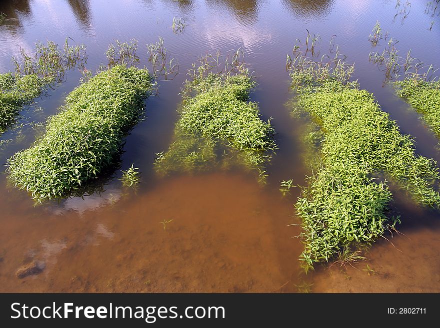 Water plants in sunny day