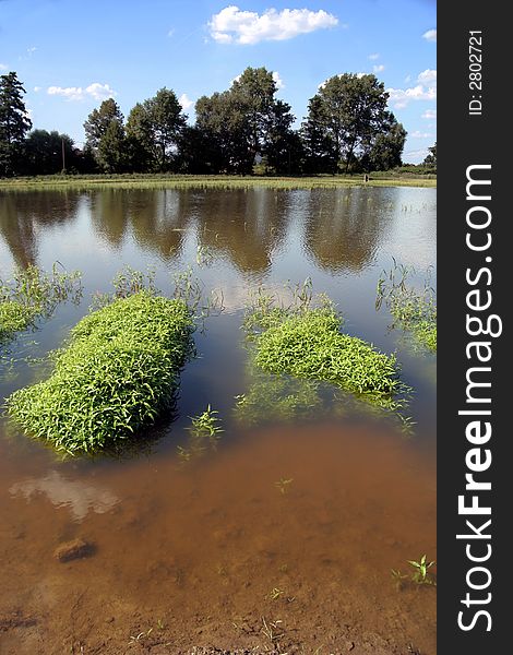 Water plants in pond-side and trees. Water plants in pond-side and trees